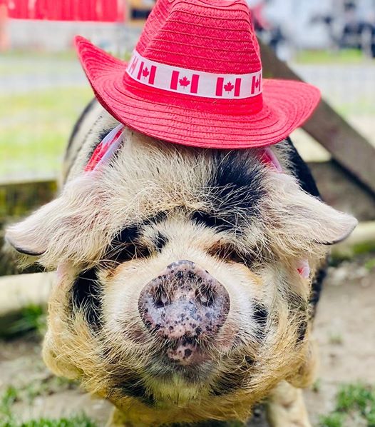 10 Reasons Canada KuneKunes Make the Perfect Canadian Pastured Pig